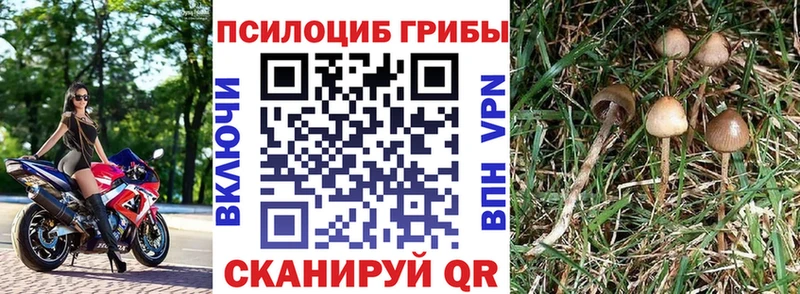 Псилоцибиновые грибы мухоморы мега ССЫЛКА Новоалександровск